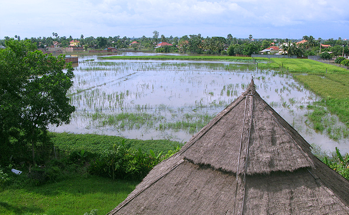 Камбоджа, рисовое поле